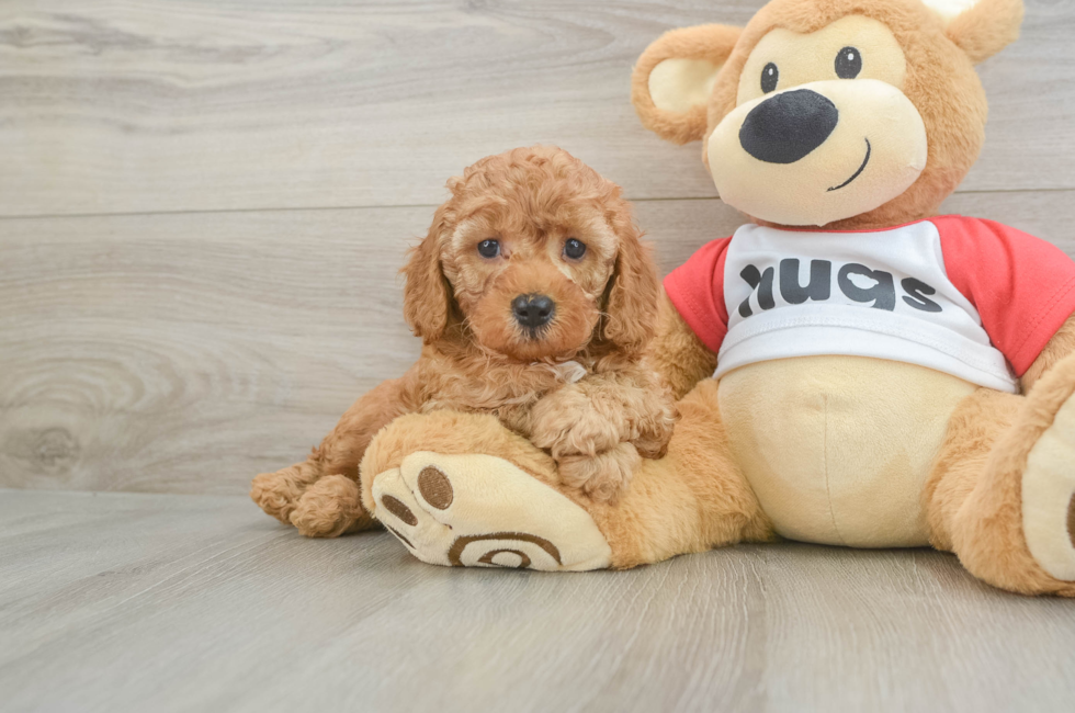 5 week old Cavapoo Puppy For Sale - Florida Fur Babies