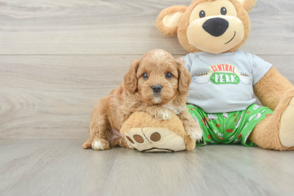 Best Cavapoo Baby