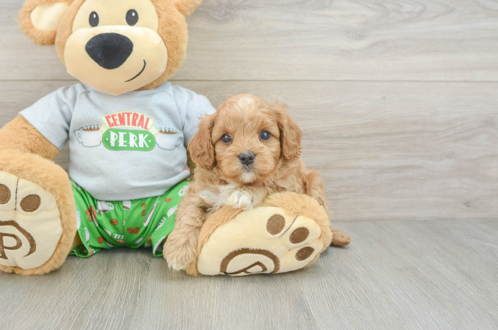 5 week old Cavapoo Puppy For Sale - Florida Fur Babies
