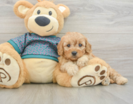 7 week old Cavapoo Puppy For Sale - Florida Fur Babies