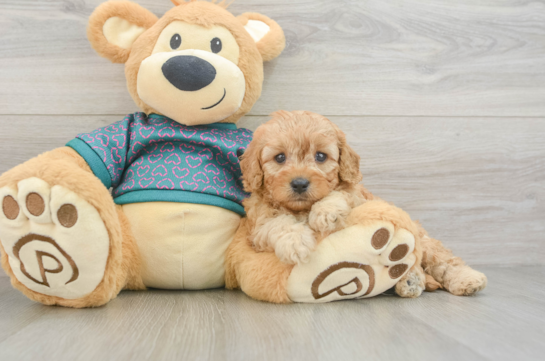 Small Cavapoo Baby