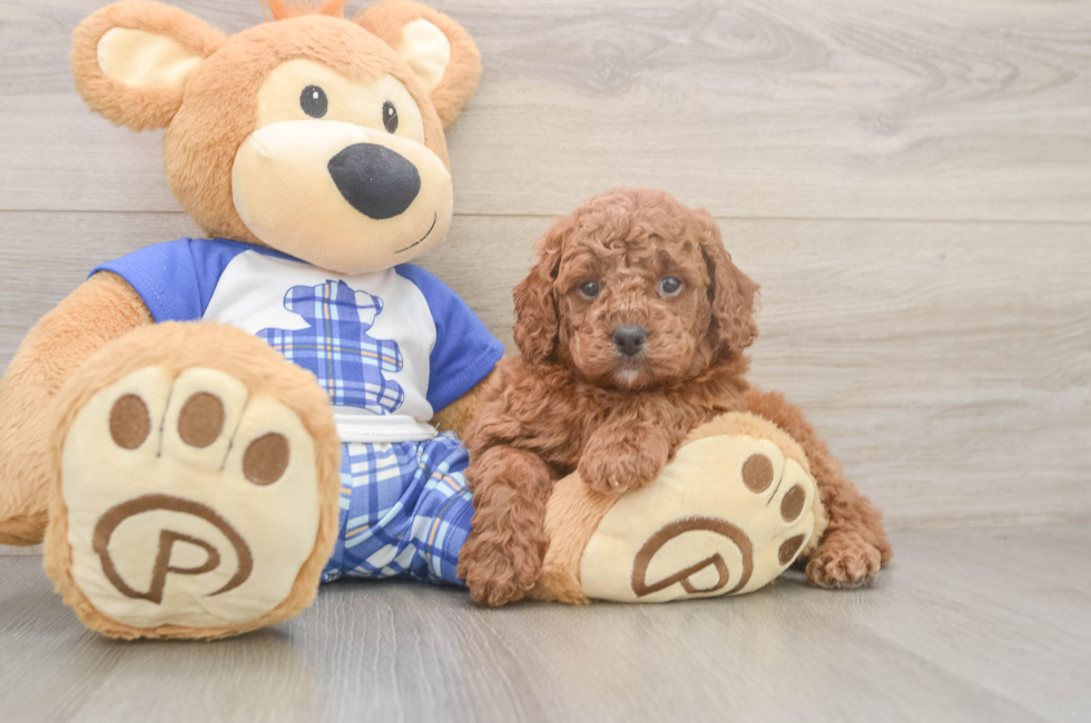 5 week old Cavapoo Puppy For Sale - Florida Fur Babies