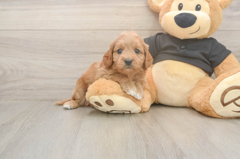 5 week old Cavapoo Puppy For Sale - Florida Fur Babies