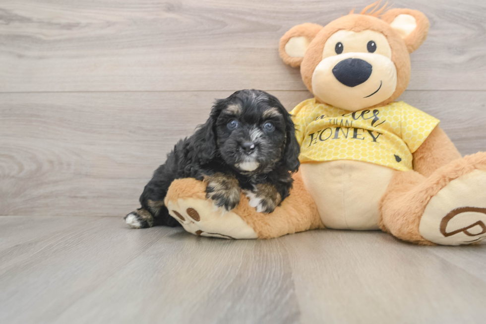 Cavapoo Pup Being Cute