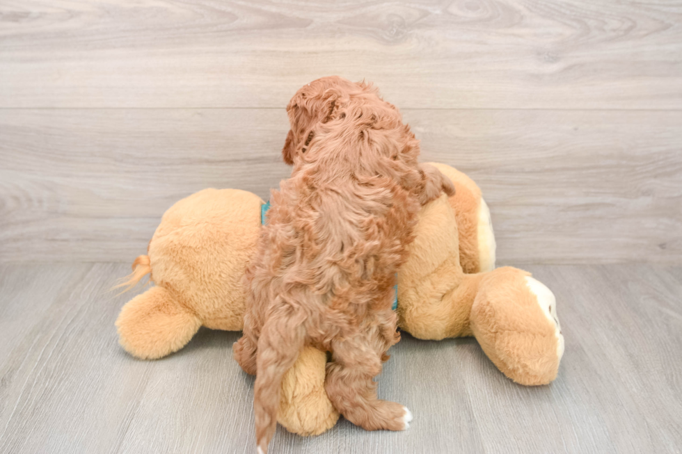 Cavapoo Pup Being Cute