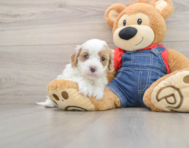8 week old Cavapoo Puppy For Sale - Florida Fur Babies