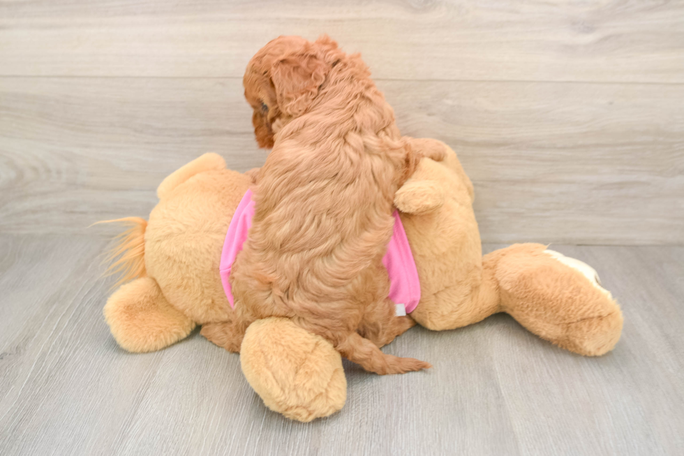 Cavapoo Puppy for Adoption