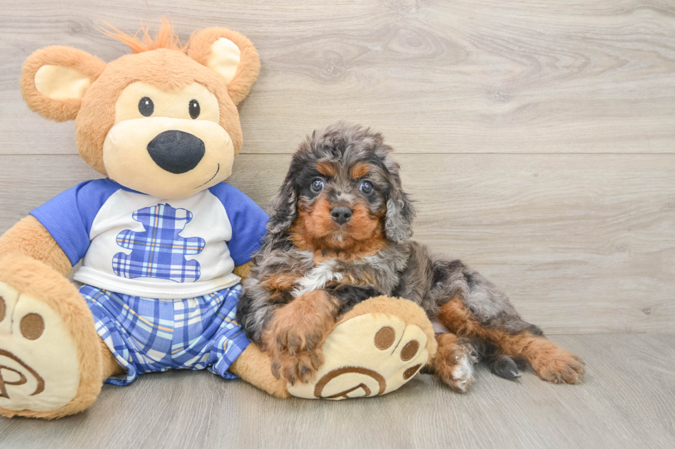 Cavapoo Puppy for Adoption