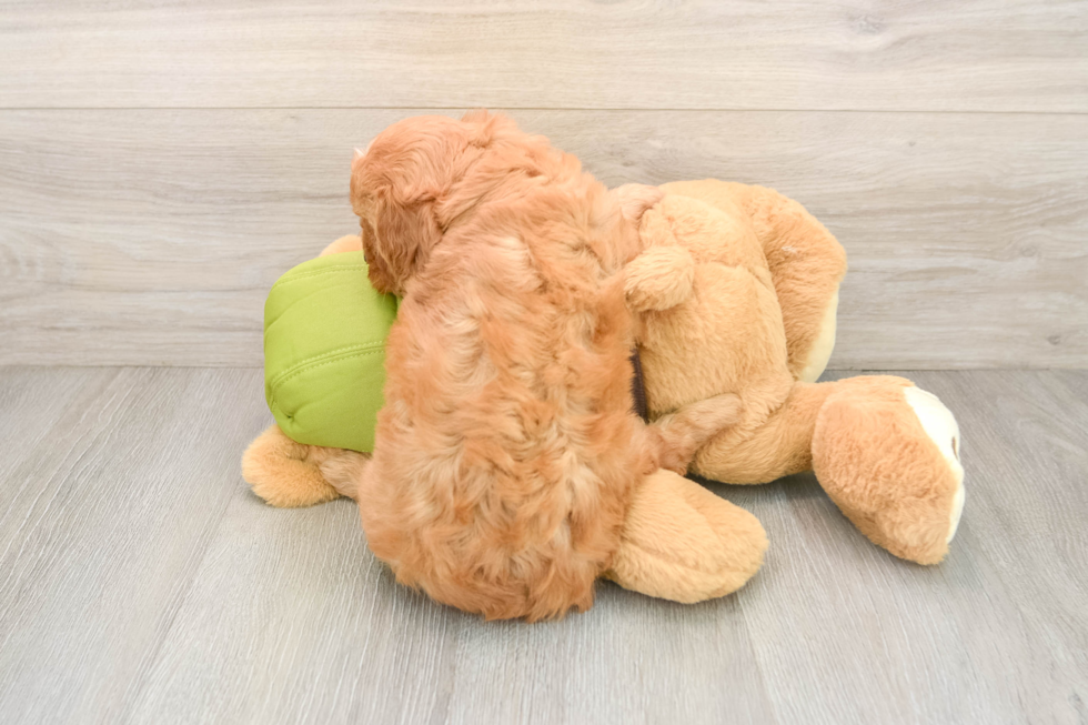 Smart Cavapoo Poodle Mix Pup