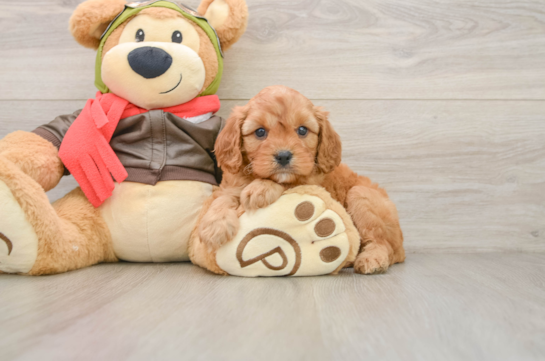 Smart Cavapoo Poodle Mix Pup