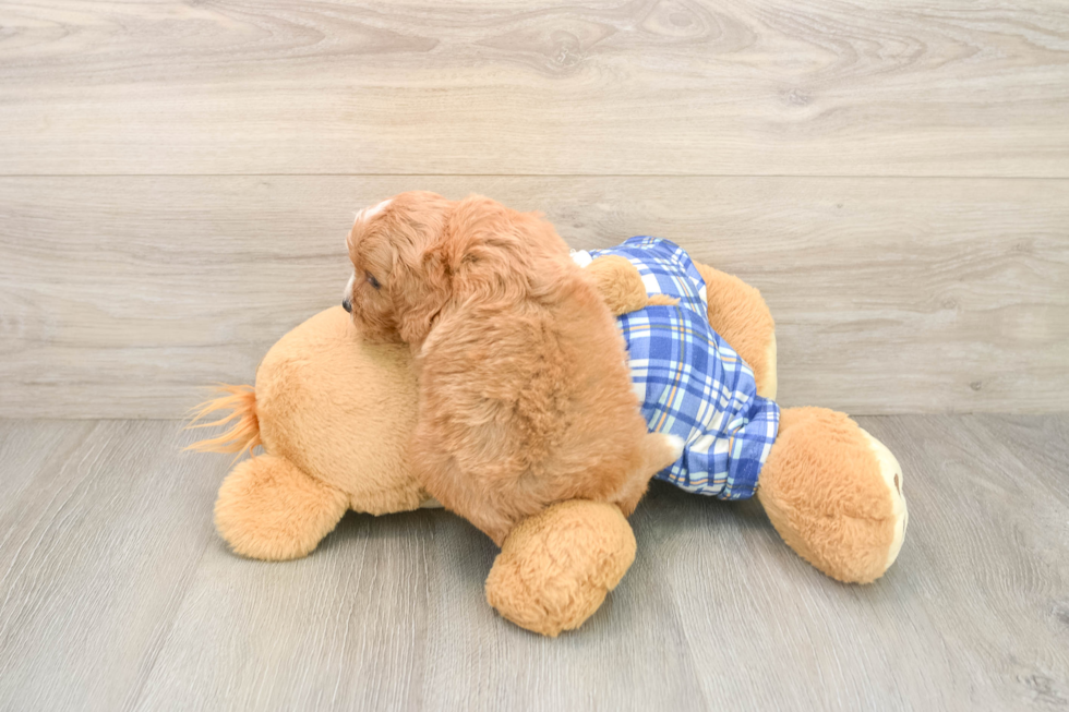 Fluffy Cavapoo Poodle Mix Pup