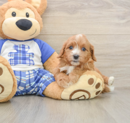 7 week old Cavapoo Puppy For Sale - Florida Fur Babies