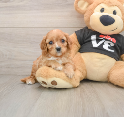 6 week old Cavapoo Puppy For Sale - Florida Fur Babies