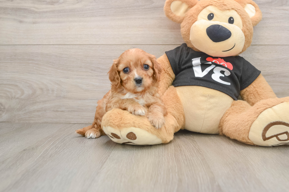 Fluffy Cavapoo Poodle Mix Pup