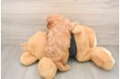 Adorable Cavalier King Charles Spaniel and Poodle Mix Poodle Mix Puppy
