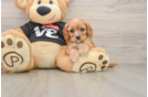 Happy Cavapoo Baby