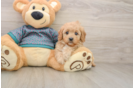 Cavapoo Pup Being Cute