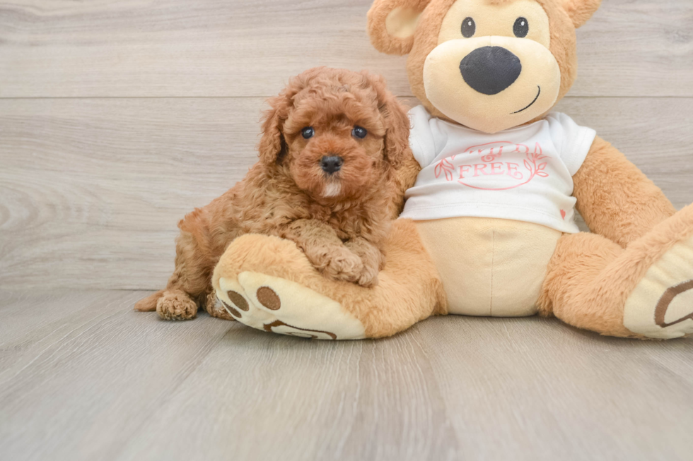 Cute Cavapoo Baby