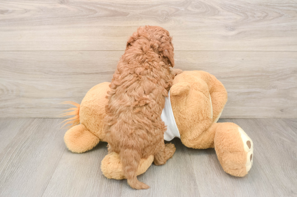 Popular Cavapoo Poodle Mix Pup