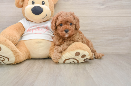 Cavapoo Puppy for Adoption