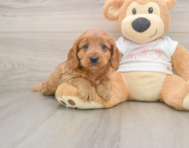 9 week old Cavapoo Puppy For Sale - Florida Fur Babies