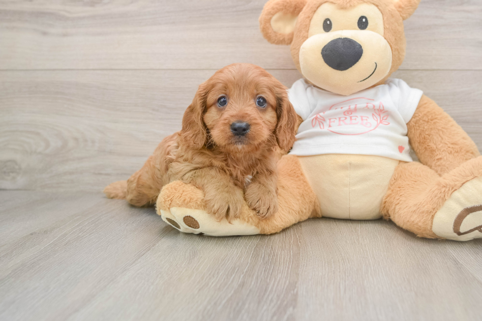 Funny Cavapoo Poodle Mix Pup