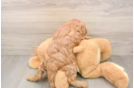 Cavapoo Pup Being Cute