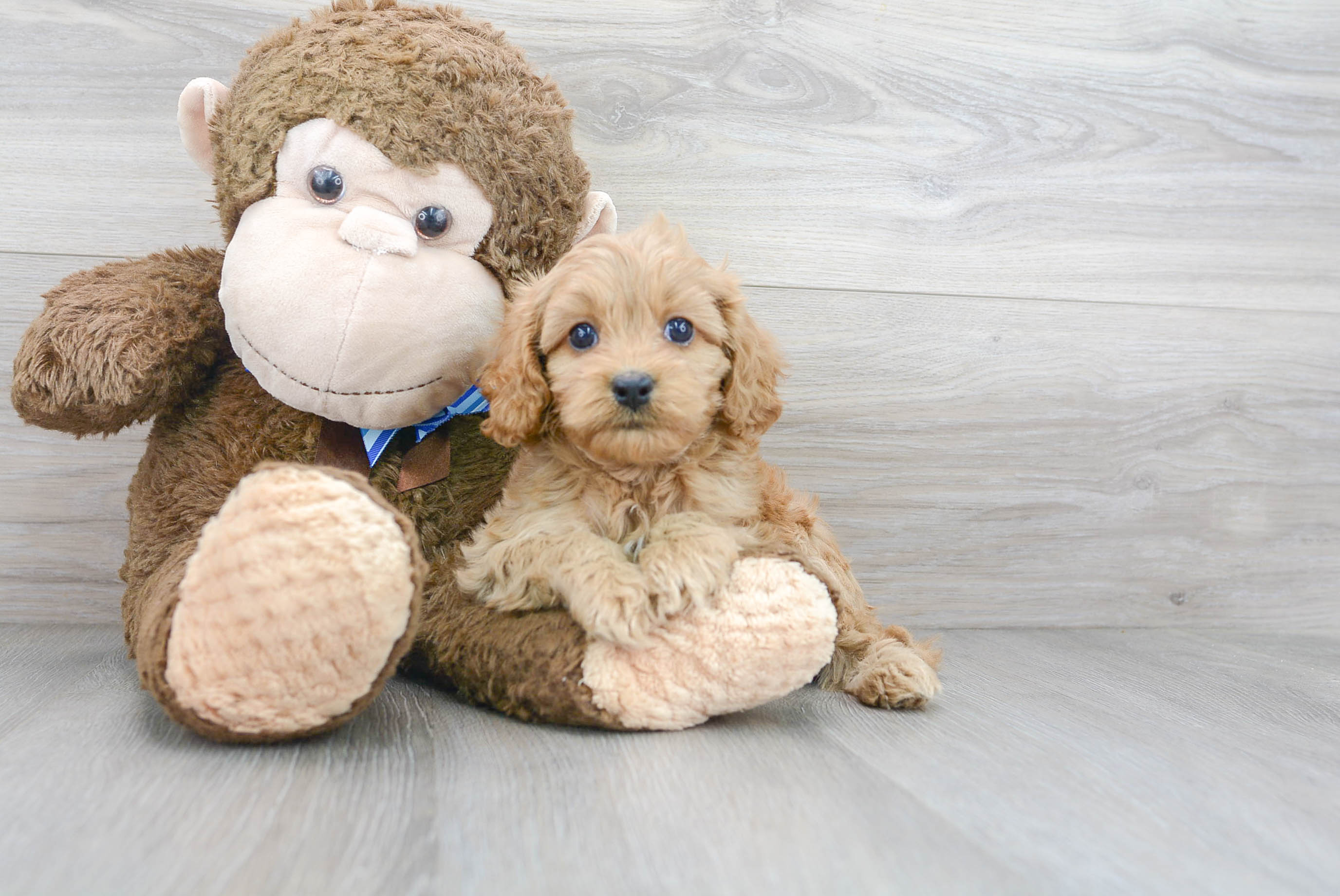 Best Cavapoo Baby