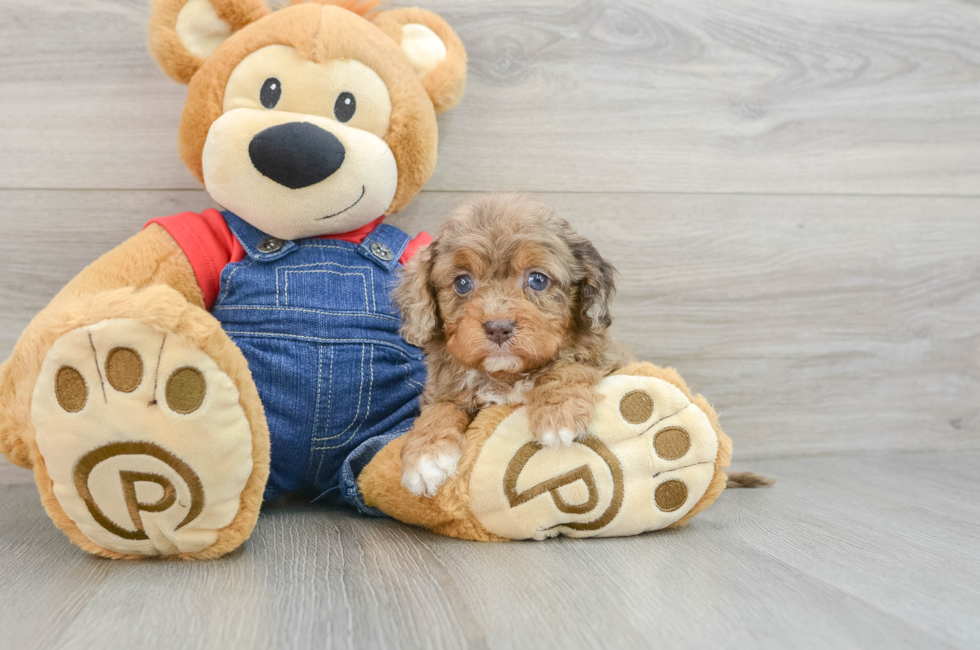 5 week old Cavapoo Puppy For Sale - Florida Fur Babies