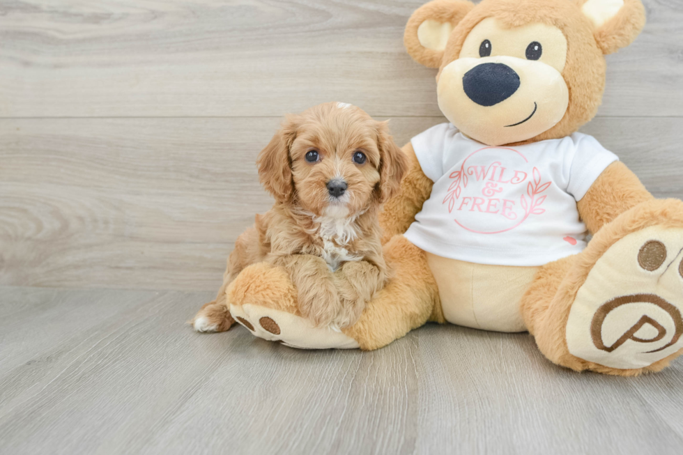 Cavapoo Puppy for Adoption