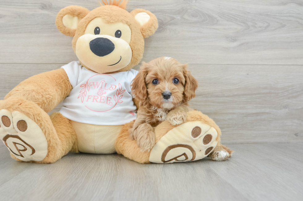 6 week old Cavapoo Puppy For Sale - Florida Fur Babies