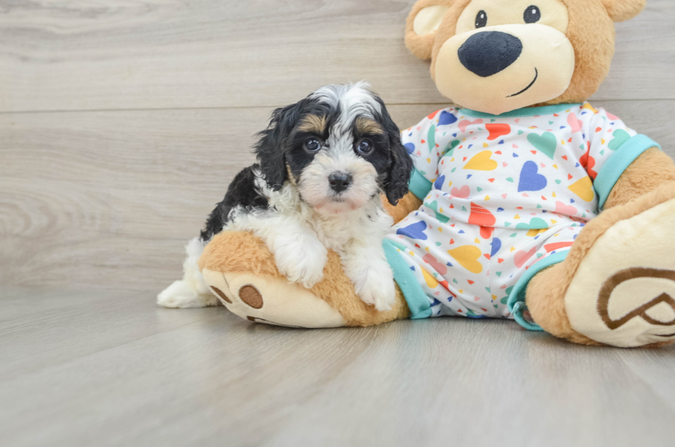 6 week old Cavapoo Puppy For Sale - Florida Fur Babies
