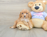 8 week old Cavapoo Puppy For Sale - Florida Fur Babies