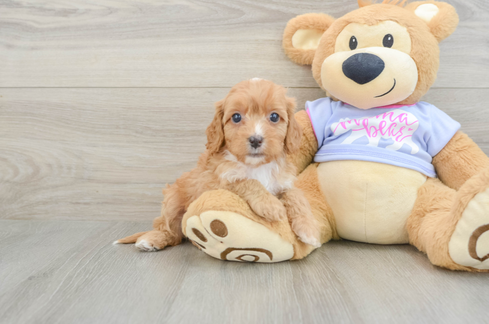 6 week old Cavapoo Puppy For Sale - Florida Fur Babies