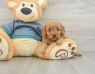 7 week old Cavapoo Puppy For Sale - Florida Fur Babies