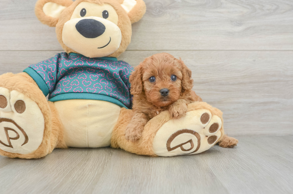 5 week old Cavapoo Puppy For Sale - Florida Fur Babies