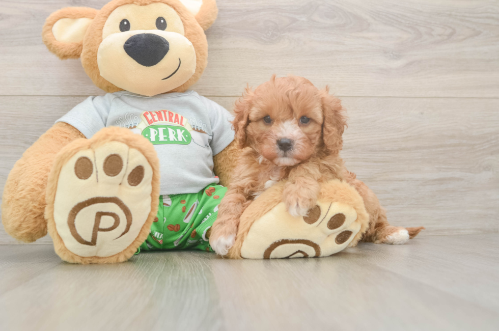 5 week old Cavapoo Puppy For Sale - Florida Fur Babies