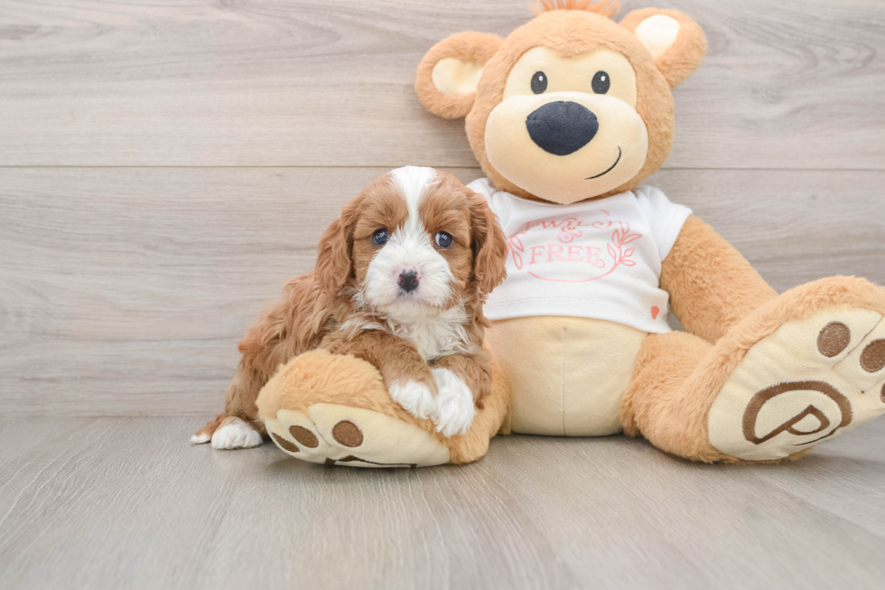 Cavapoo Puppy for Adoption