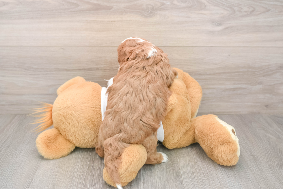 Fluffy Cavapoo Poodle Mix Pup