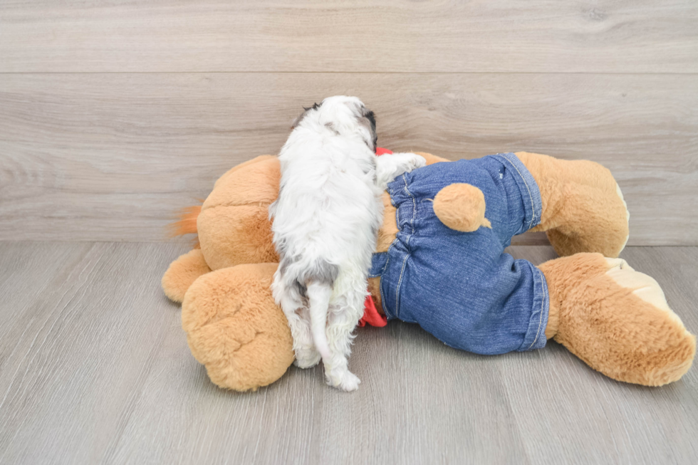 Energetic Cavoodle Poodle Mix Puppy