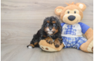 Friendly Cavapoo Baby