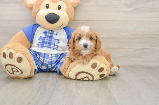 Cute Cavapoo Baby