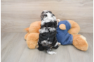 Cavapoo Pup Being Cute