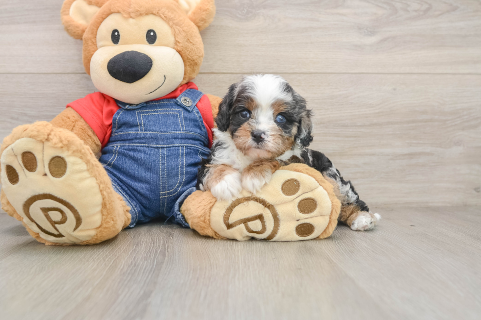 Best Cavapoo Baby