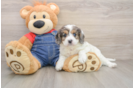 Energetic Cavoodle Poodle Mix Puppy
