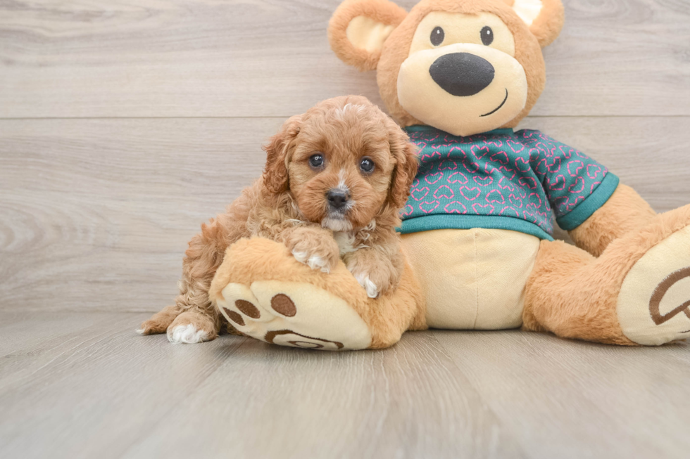 Cavapoo Puppy for Adoption