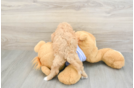 Cute Cavapoo Baby