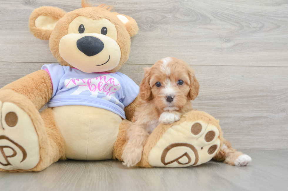 6 week old Cavapoo Puppy For Sale - Florida Fur Babies