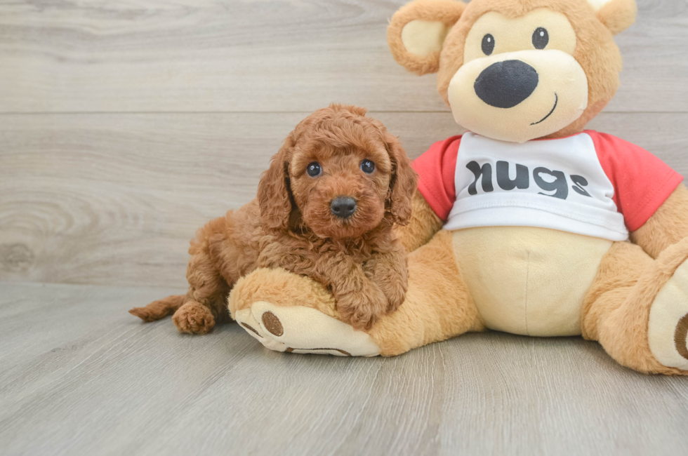 5 week old Cavapoo Puppy For Sale - Florida Fur Babies