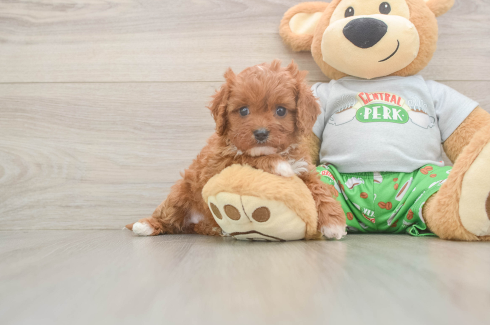 5 week old Cavapoo Puppy For Sale - Florida Fur Babies